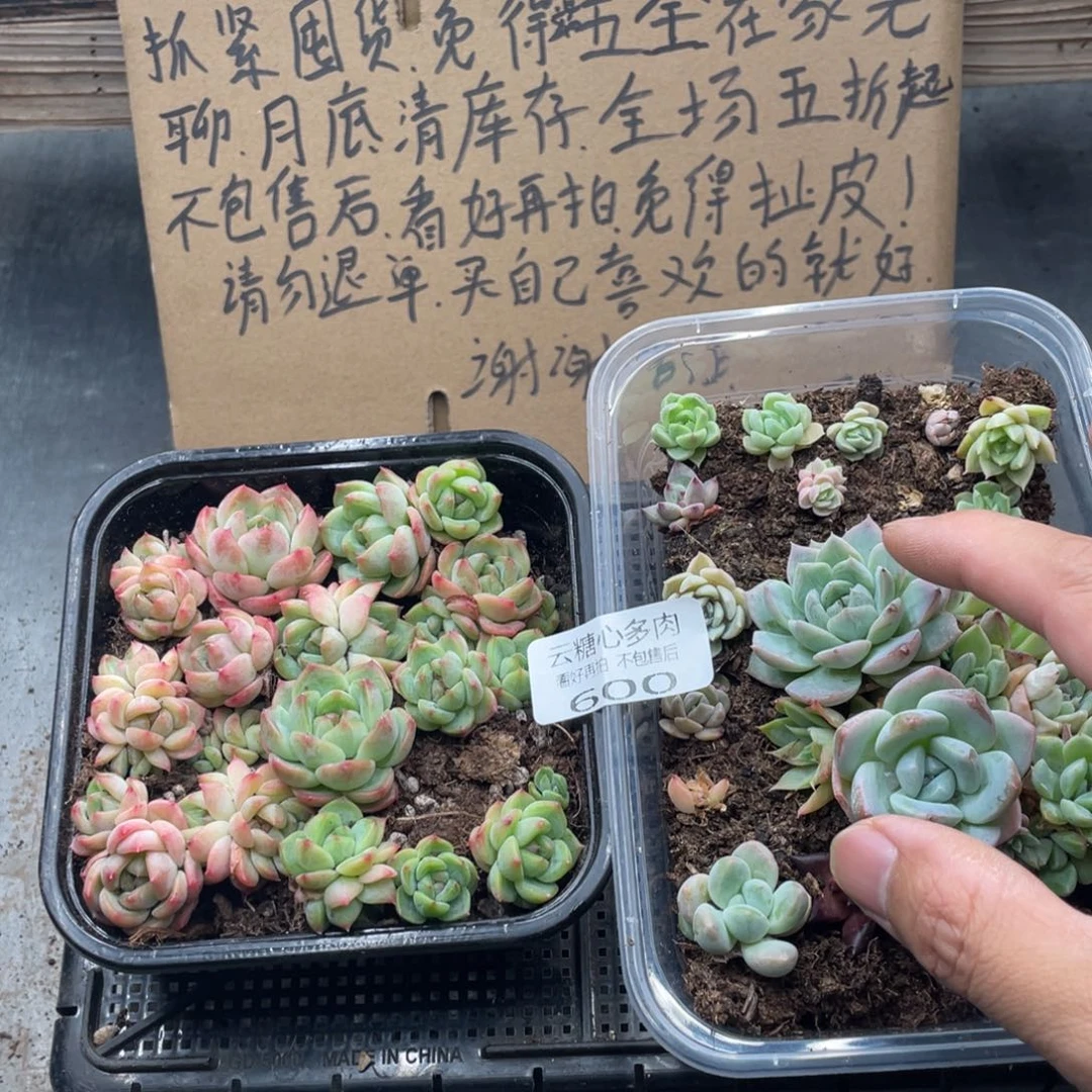 云糖心多肉植物600