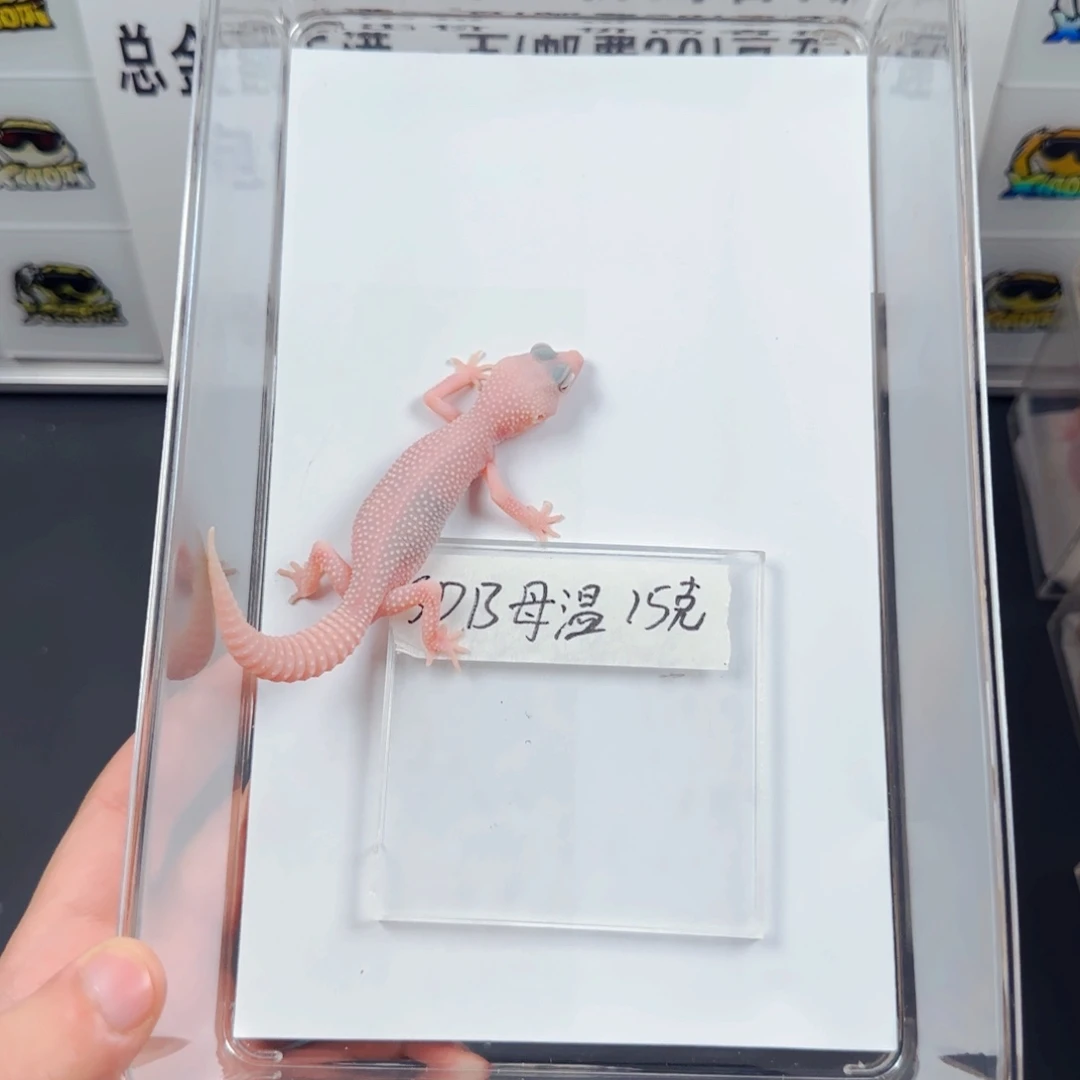 豹纹守宫雪花恶魔白酒妹妹