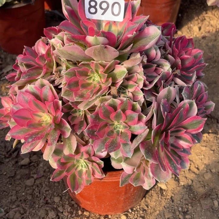 完全开放890多肉植物粉女巫