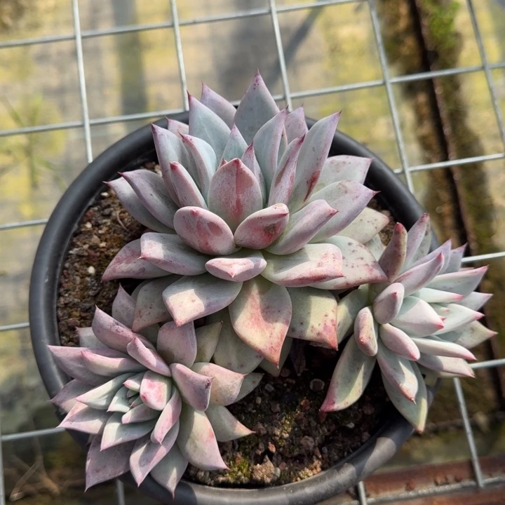 卡系群多肉植物绿植