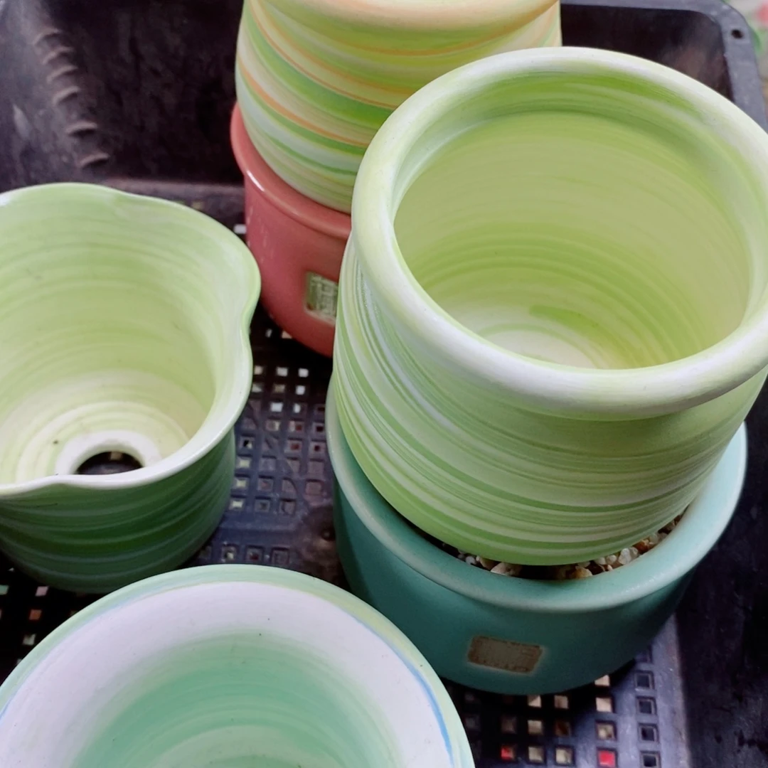 ^***蓉生石花花花花花花花175