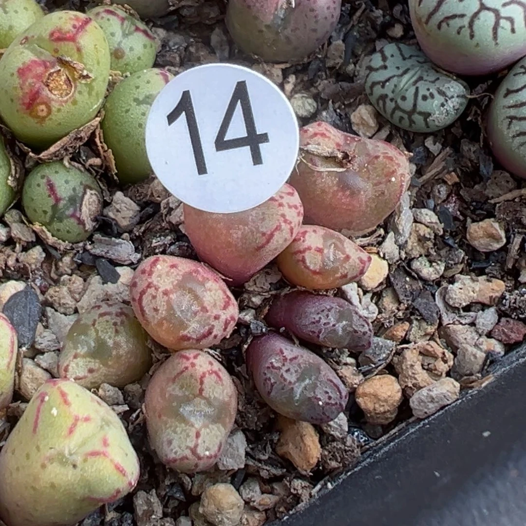 多肉植物111111111111111111