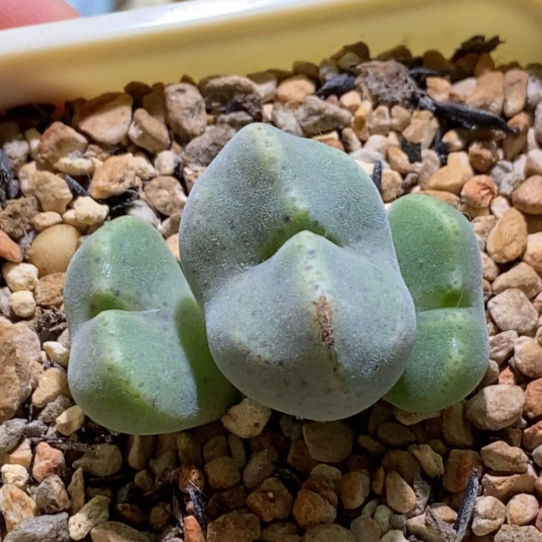 好看好看好看绿豆糕