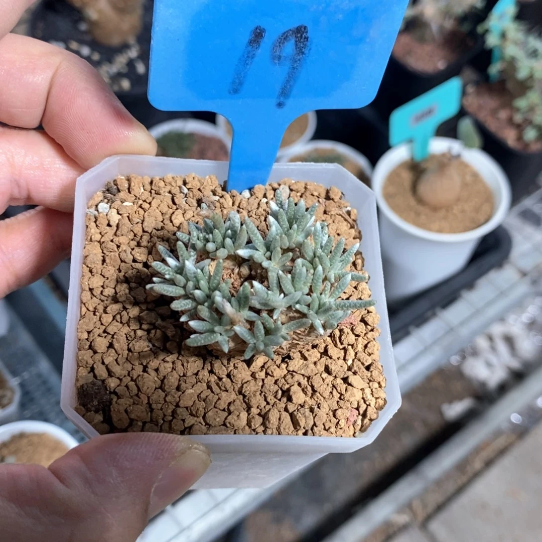 任锦多肉植物一个