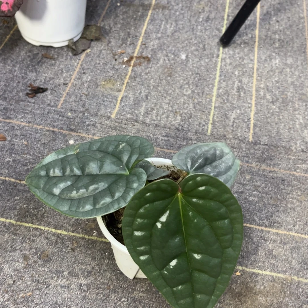 无花朵原种黑奢华