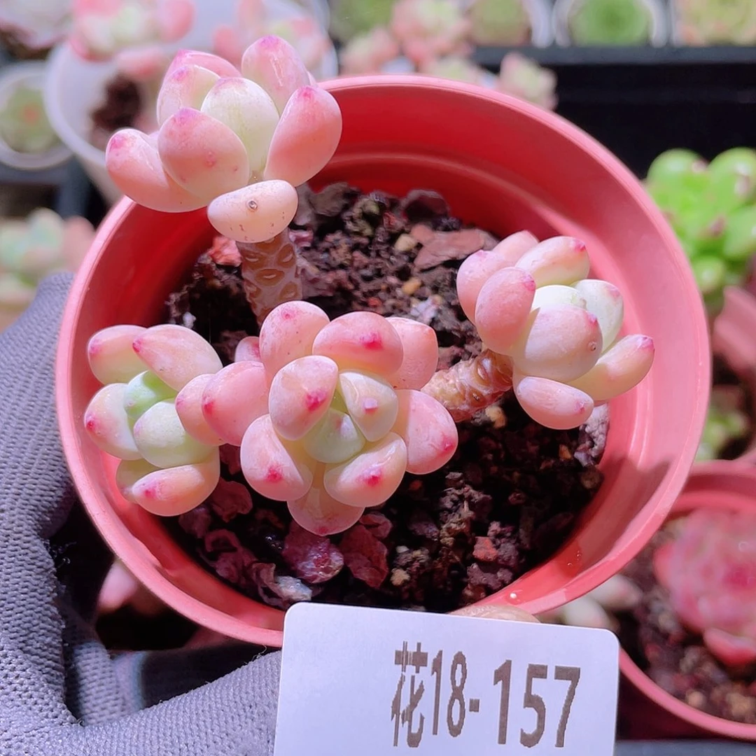 花利美18-157罗琦