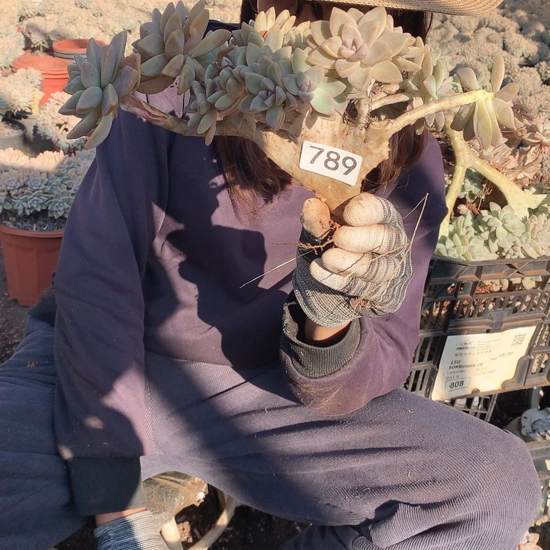 789 淡雪缀 一物一拍