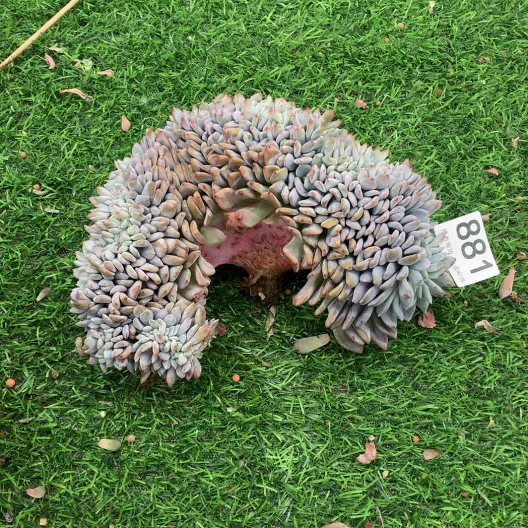 881橙子缀多肉植物