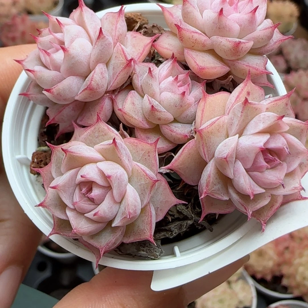 V**i花语逸镜0119-63