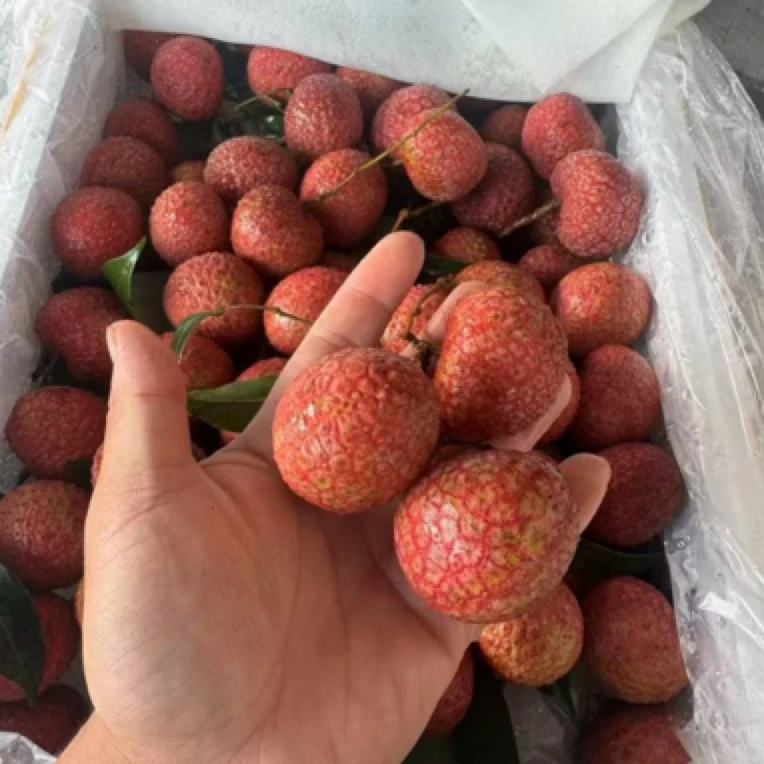 【果王-鸡嘴荔枝一份尝鲜】约500克/份海南省
