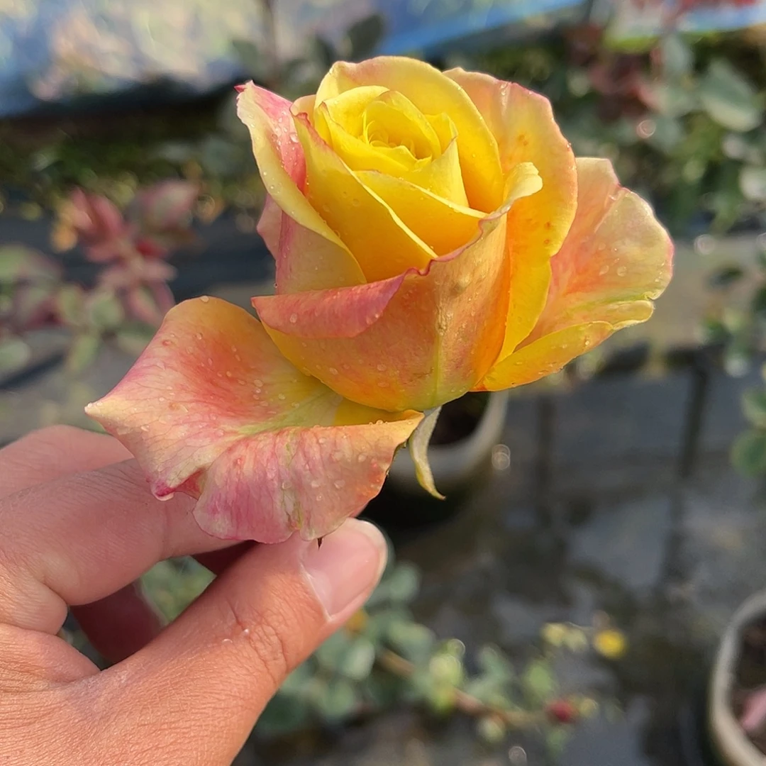 无花朵——-狂野皇冠 福利款