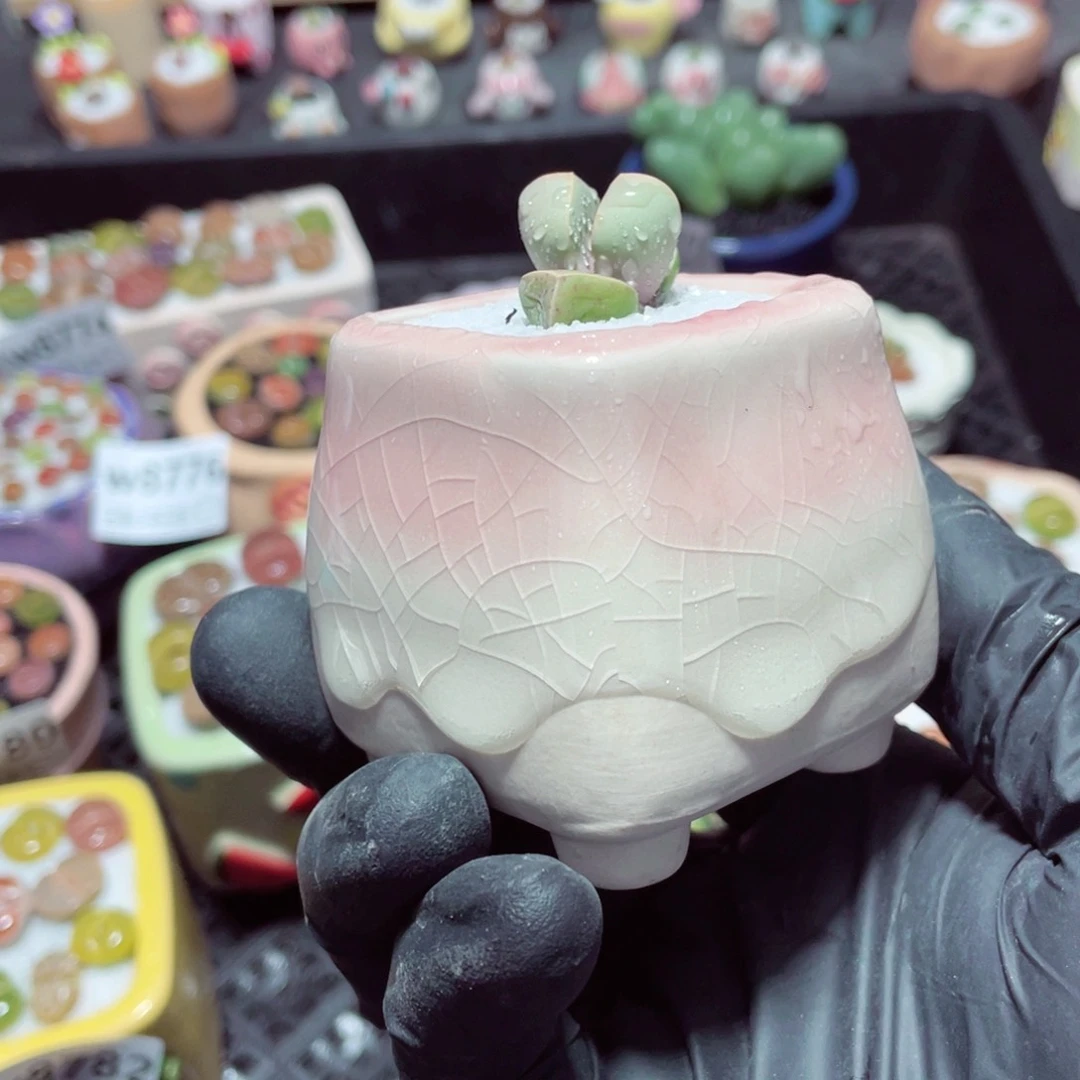 w8784--带盆土发货，零下地区拍保温箱