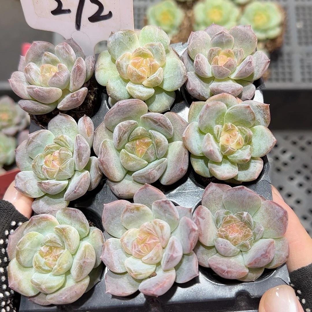 272哈哈哈哈哈哈哈