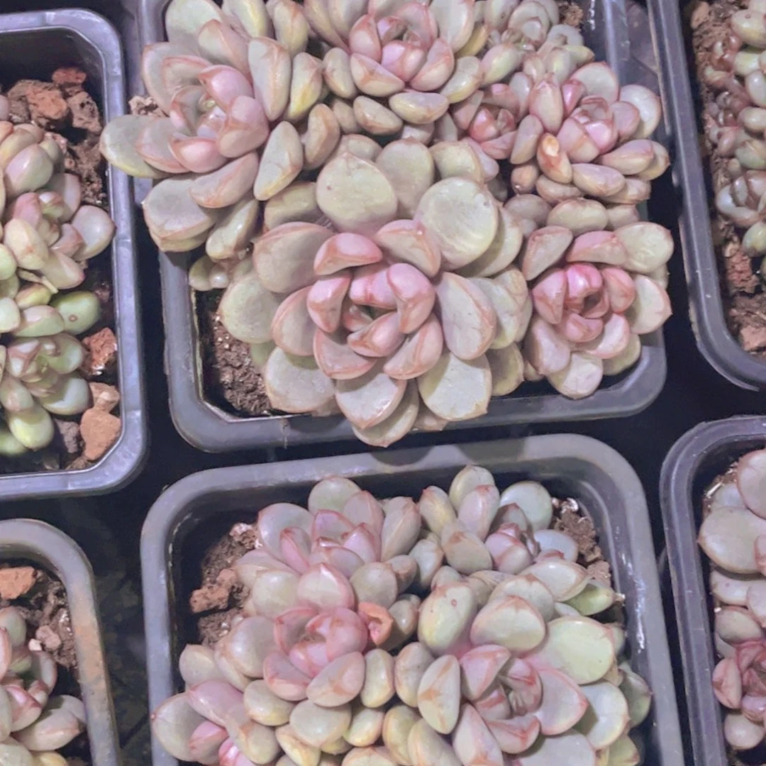 葡萄多肉一颗包邮