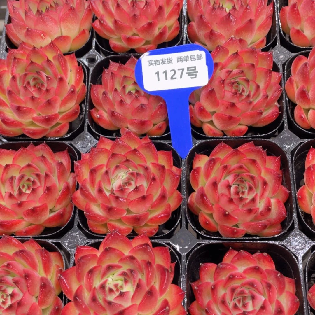 1127号宽叶全状态篝火单头一个