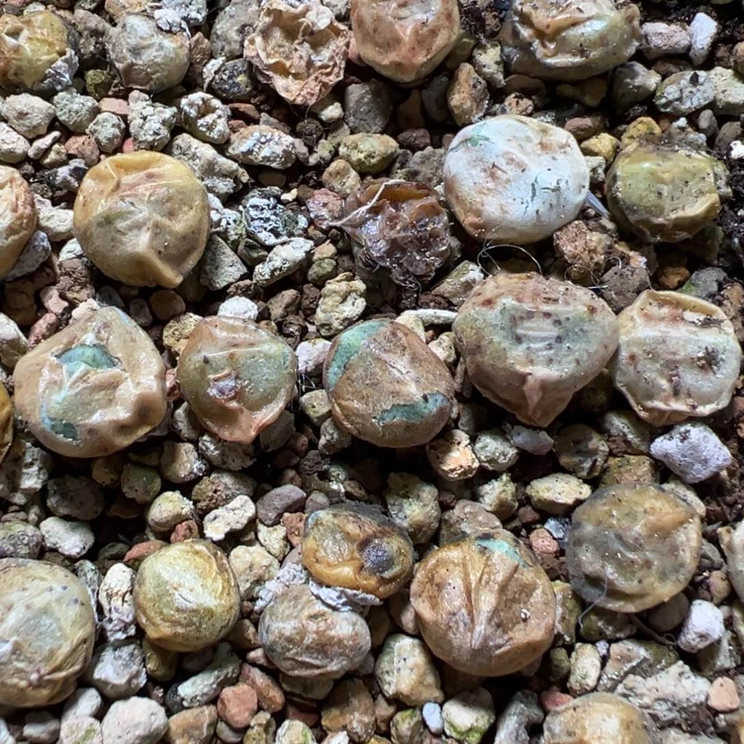 量拍绿豆糕母本一颗,挑大的发