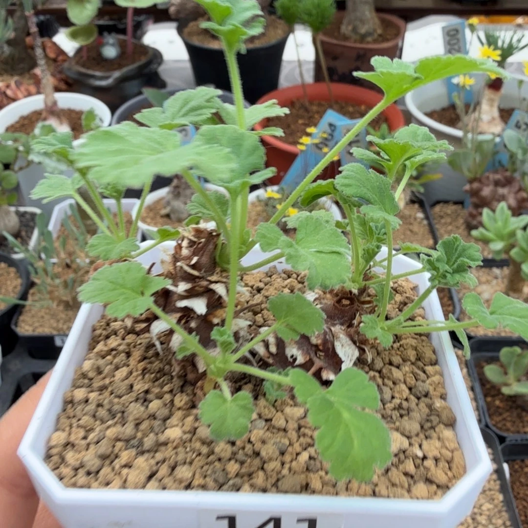 松果洋葵141 仙人球