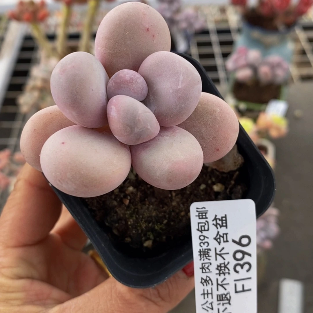 水光针396/5cm多肉