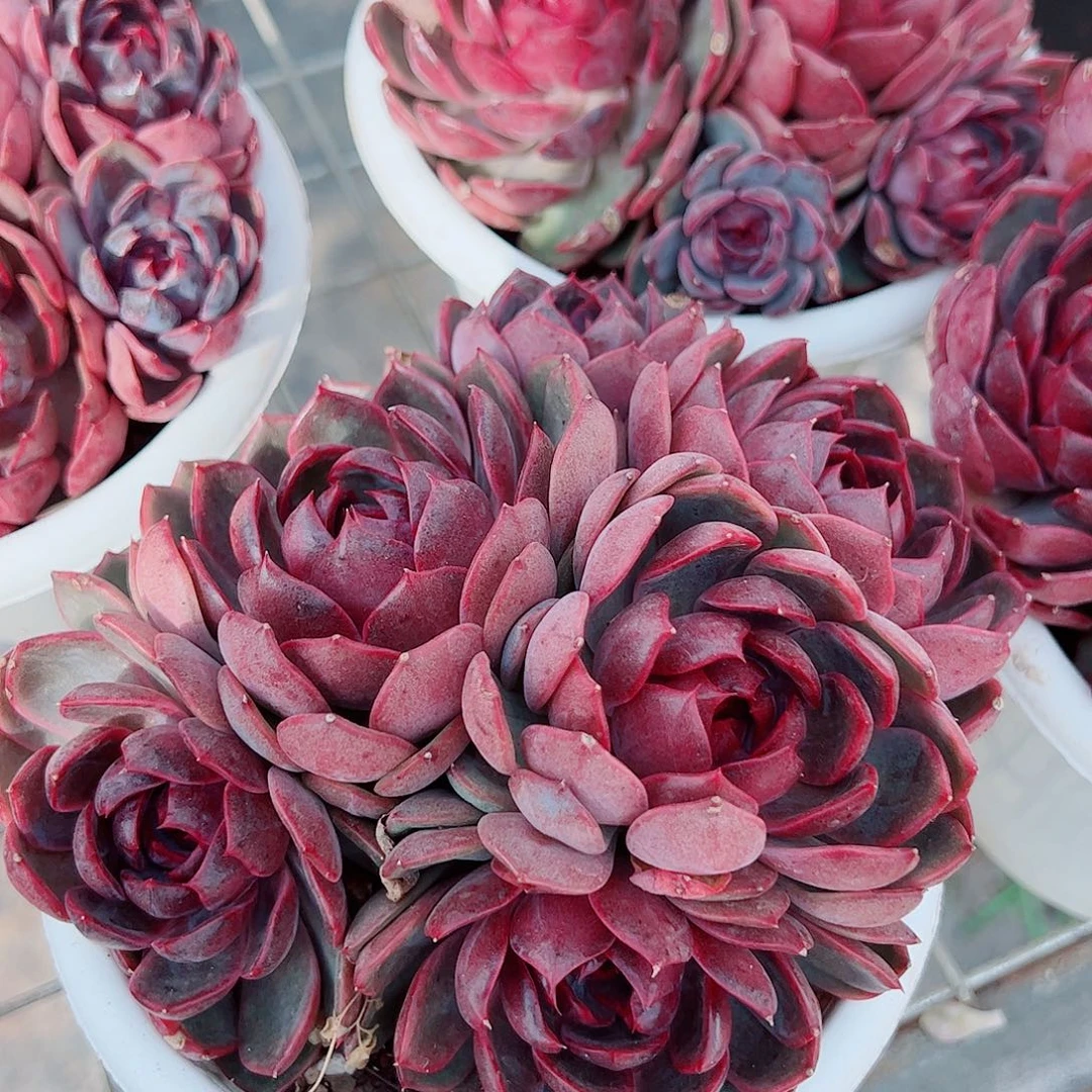 溜溜球多头群生精品特价