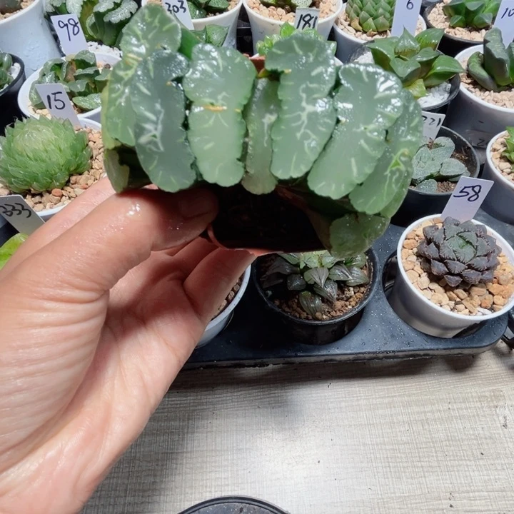 凤凰玉扇多肉植物6666