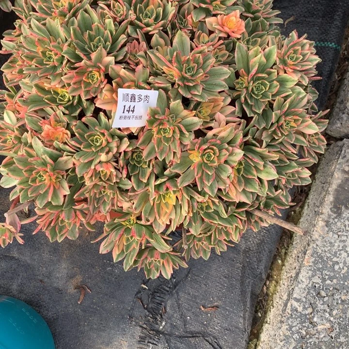144甜茶多肉植物特价