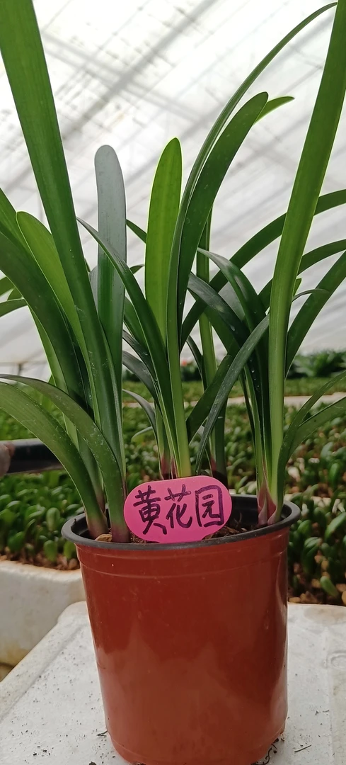 黄花园花苗/棵（一年生）