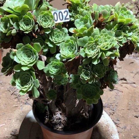 002绿羊绒缀化多肉植物