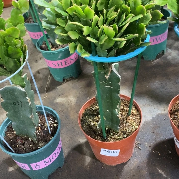 当前无花栽培后可以开花平*哥633嫁接028