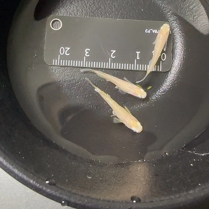 青鳉鱼观背青鱂13