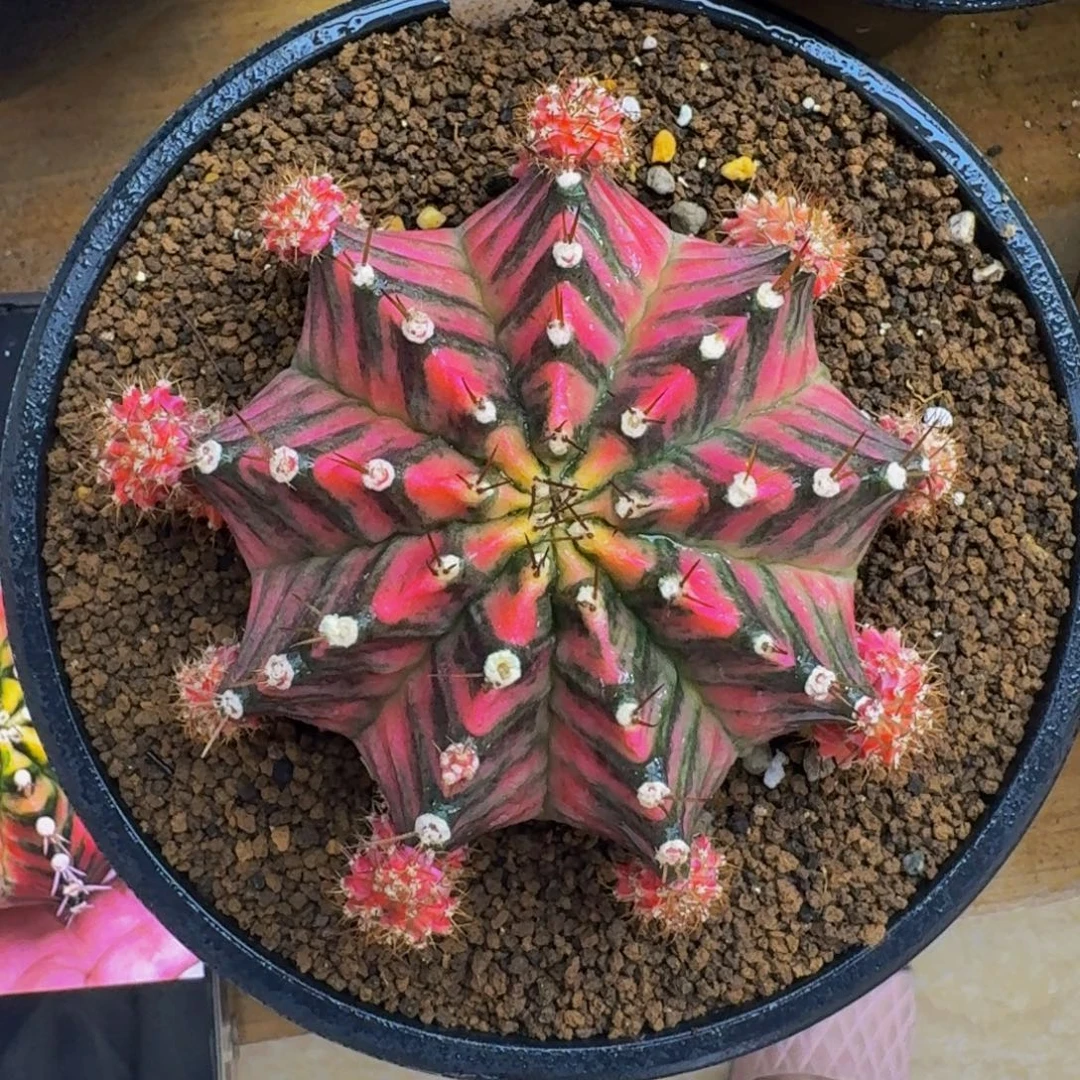 出侧牙0000000000000388