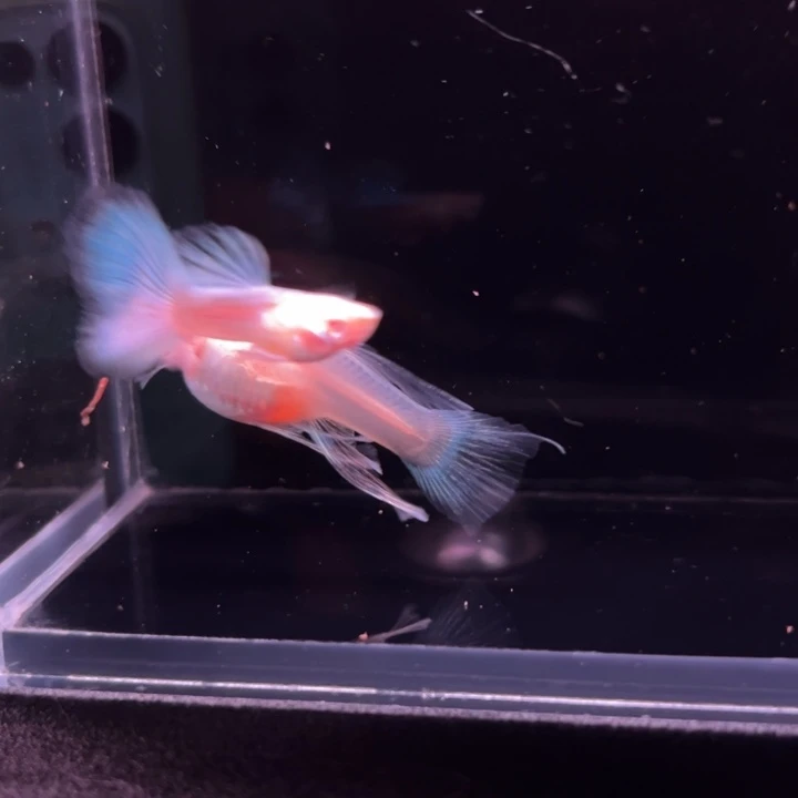 孔雀鱼蓝白大C1对