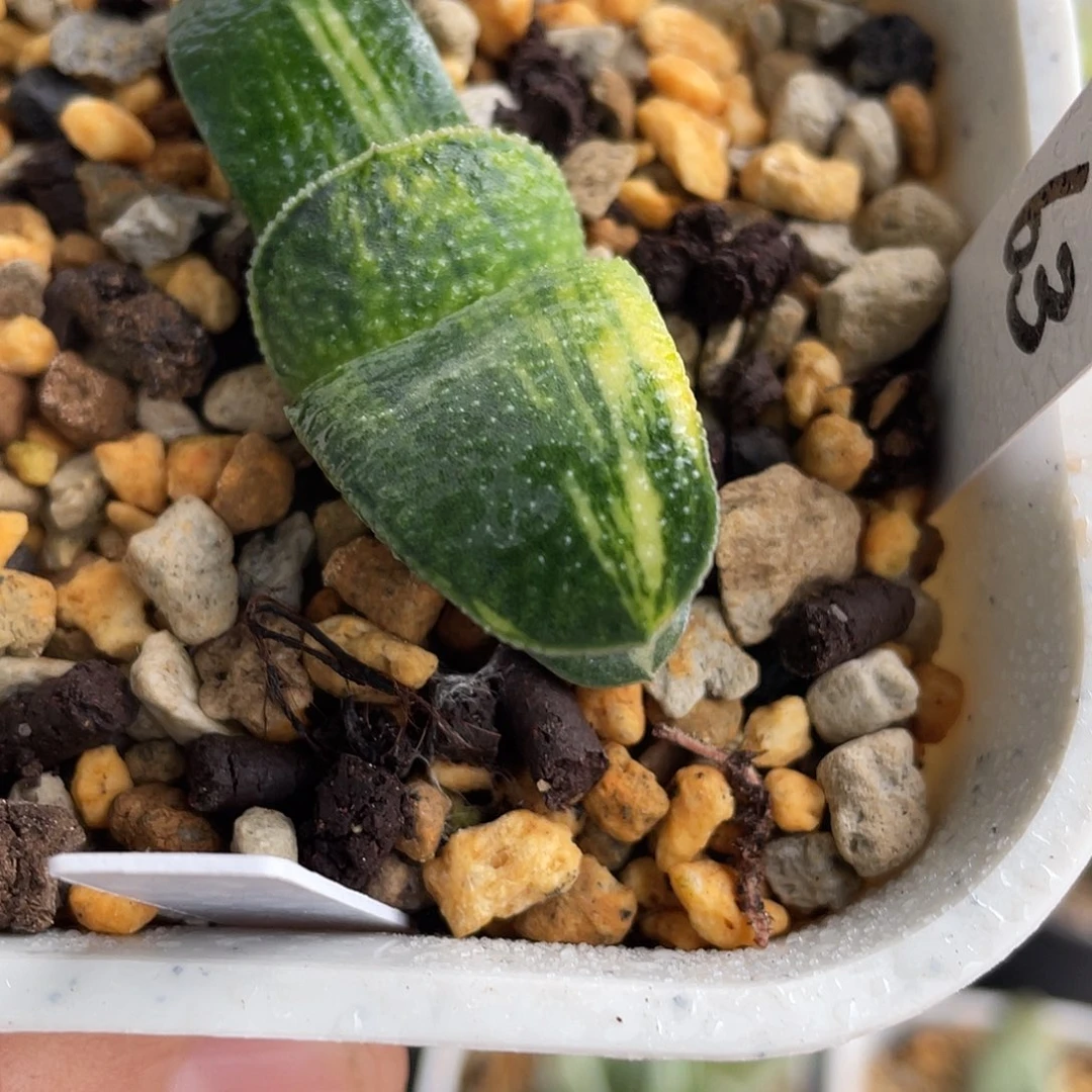 63赤不动锦脱土发货111