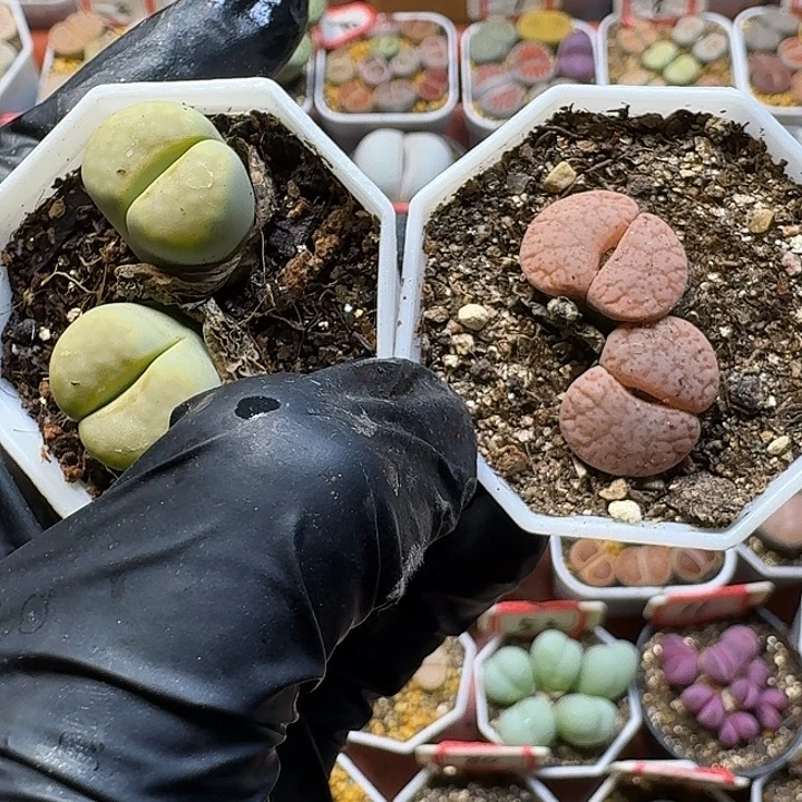 生石花1111122。   186