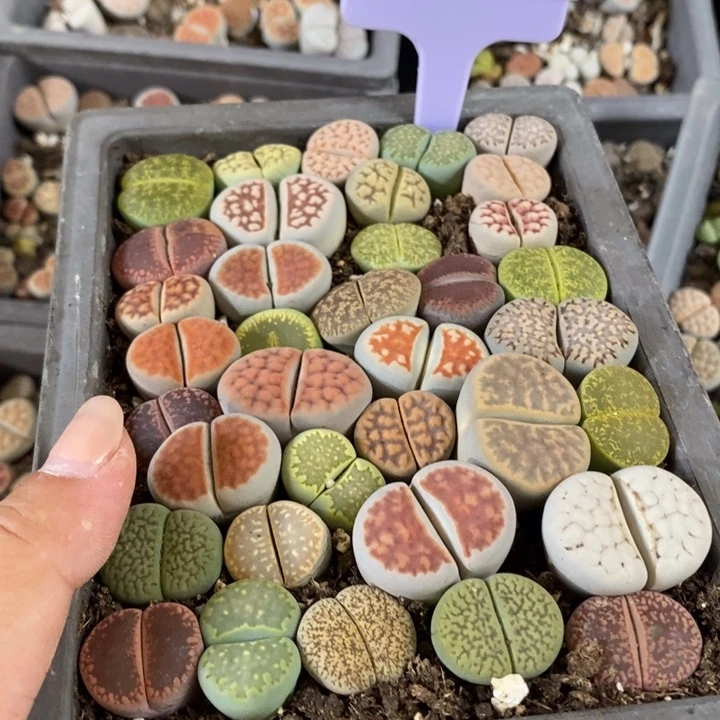 张***一生石花小苗等多处992