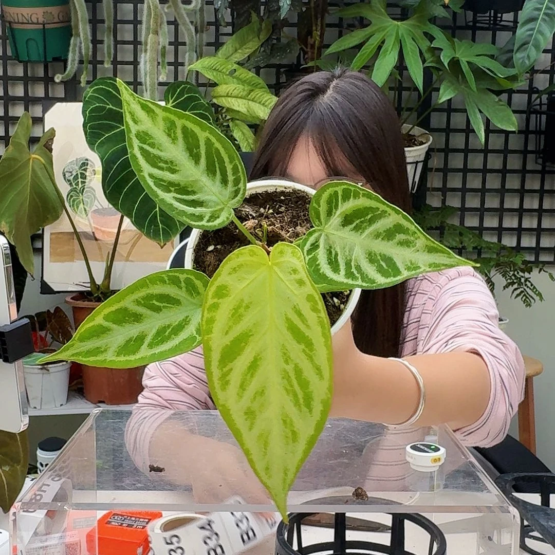 完全开放B31  白月光