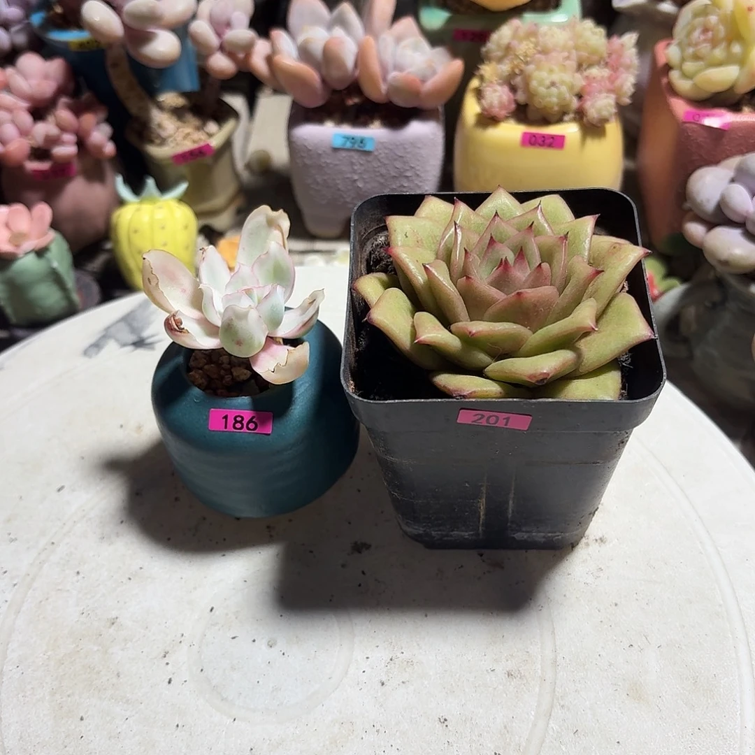 多***肉一物一拍编号201 186