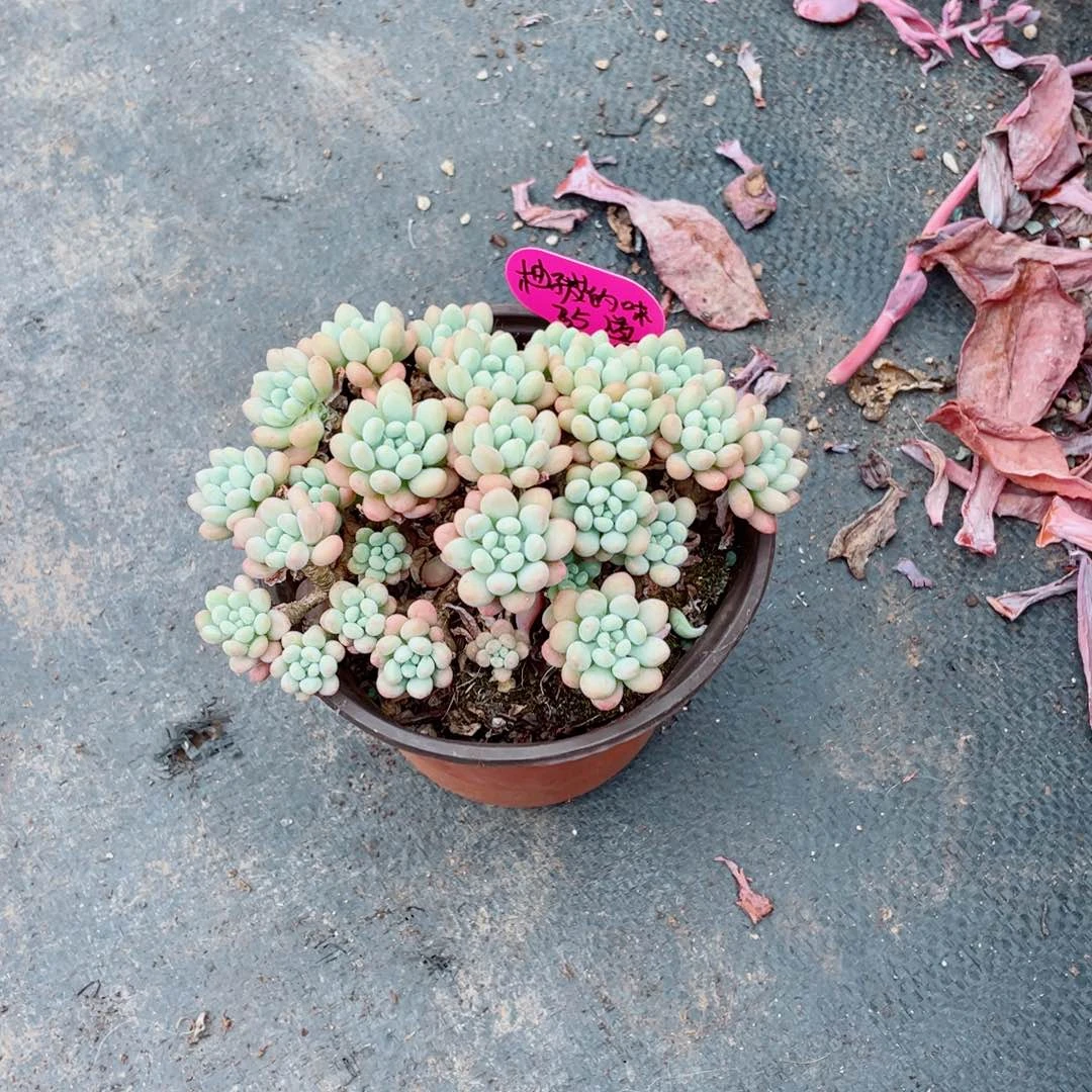 柚子皮的味道，小萌豆，