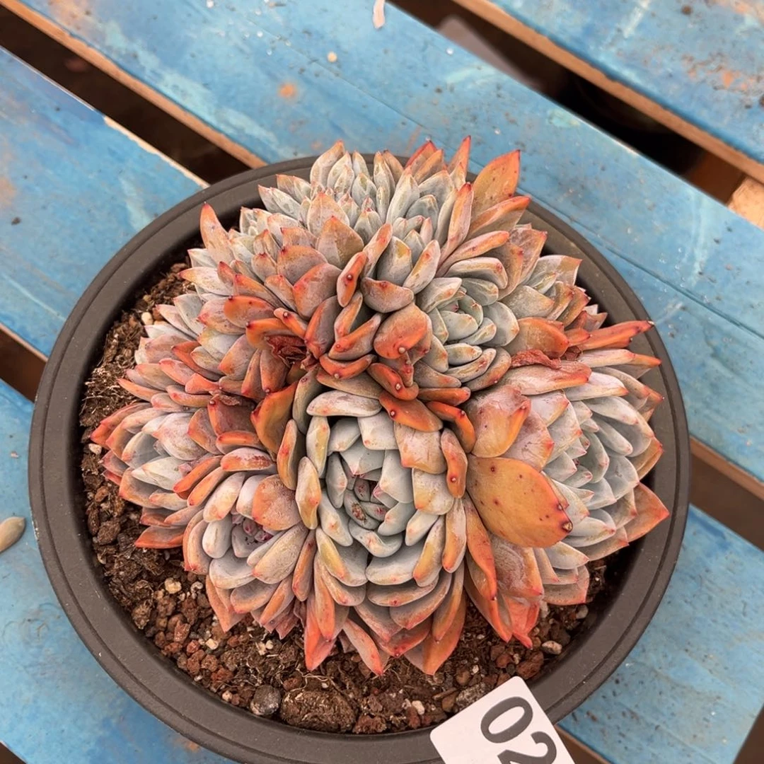 025号新疆西藏内蒙古不包邮的不售后