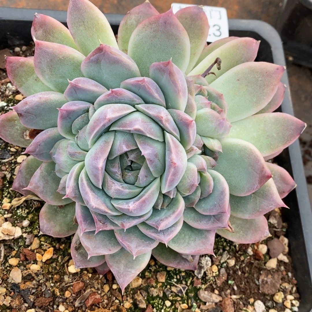 闪***星杂交精品多肉8923~12厘米