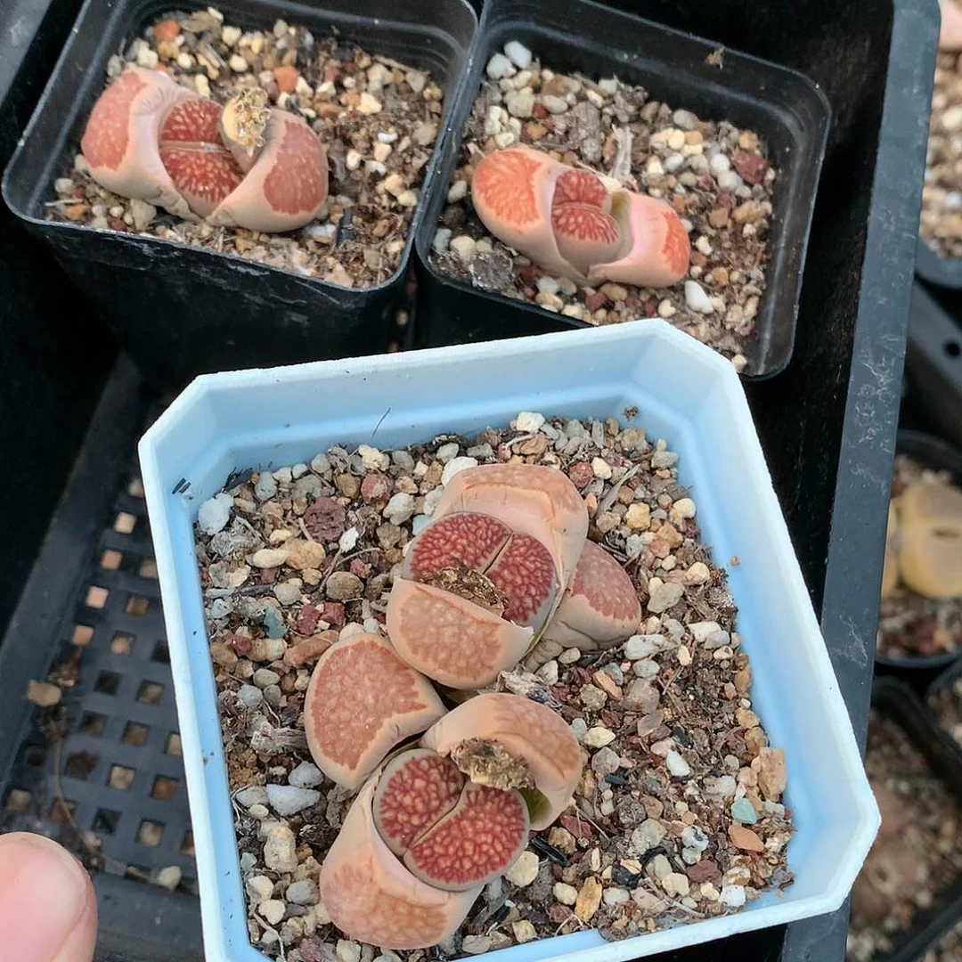 淼*媛X499多肉植物保护