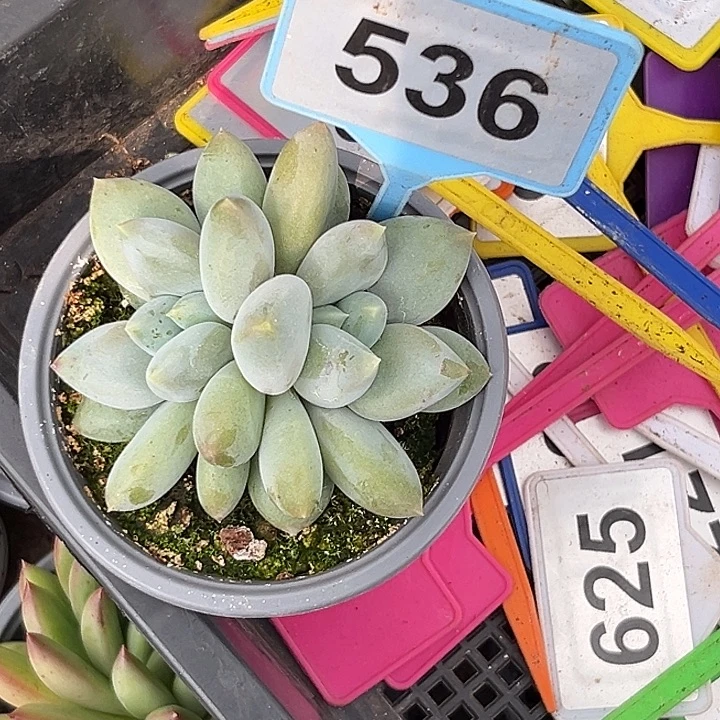 多肉植物胖体哥特536