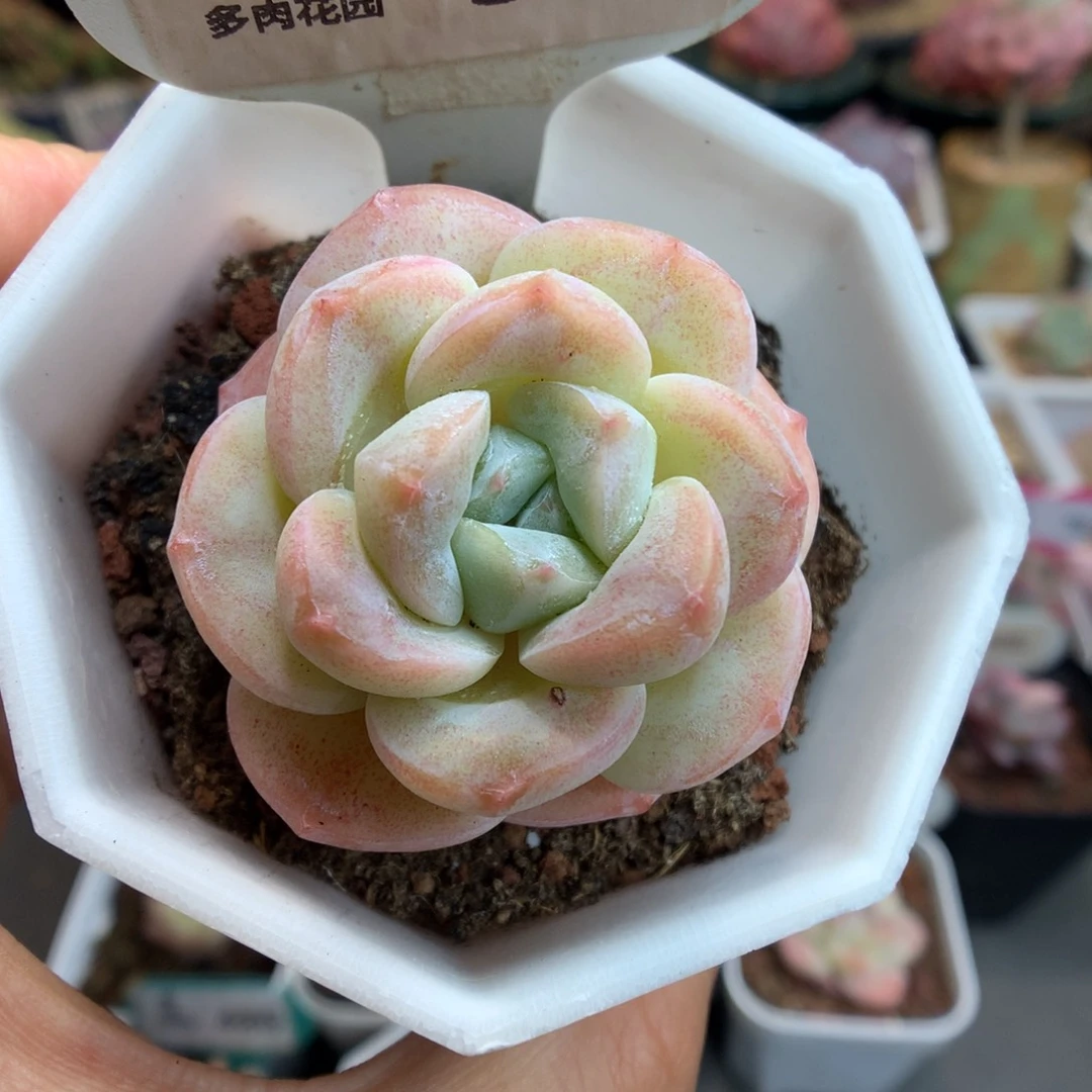 359冰玉多肉植物