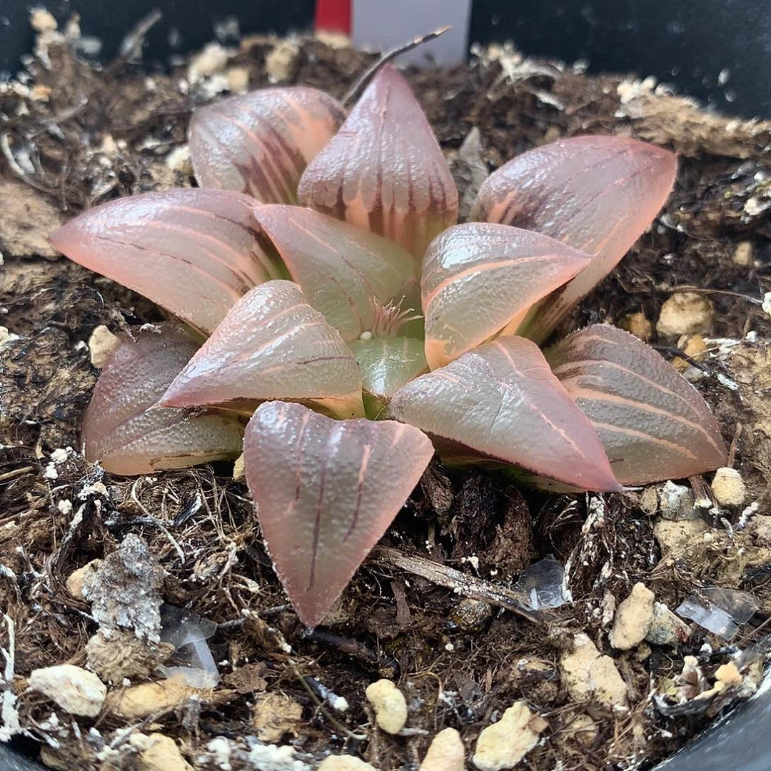 红纹寿锦一物一拍