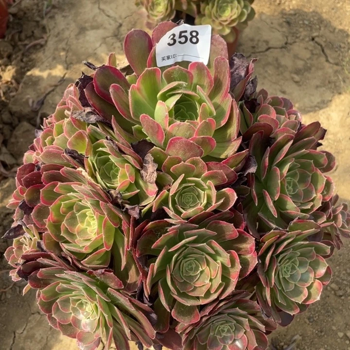 358多肉植物安娜柏林