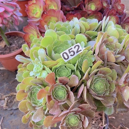 萤*多肉植物一个缺枝