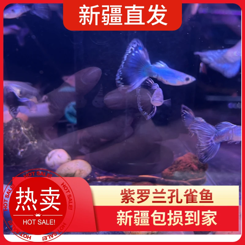 新疆鱼乐圈紫罗兰孔雀鱼小型热带观赏鱼淡水繁殖胎生好养耐活