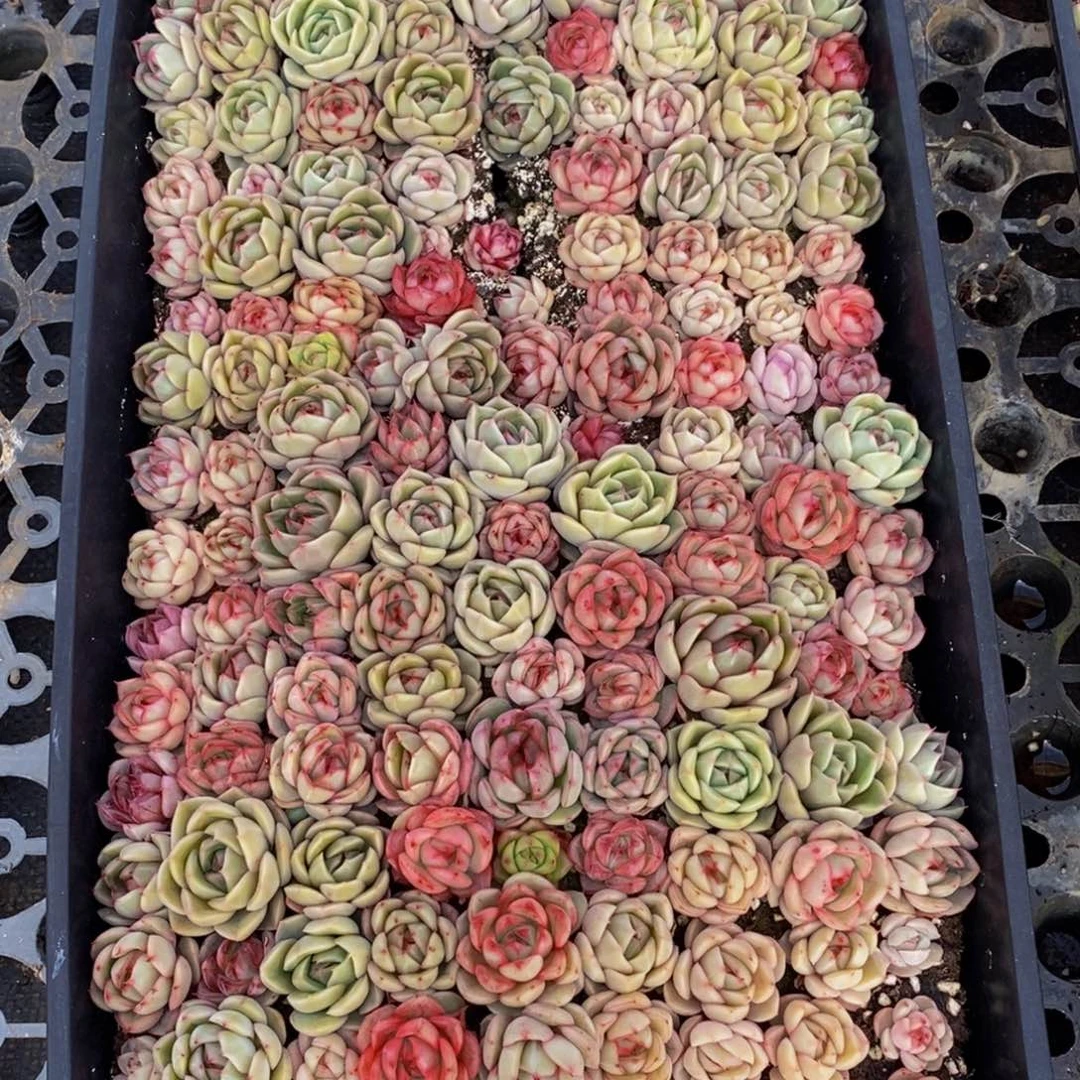 一****》461的人生态度是一种态度