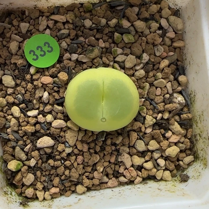 拉登2+点多肉植物333