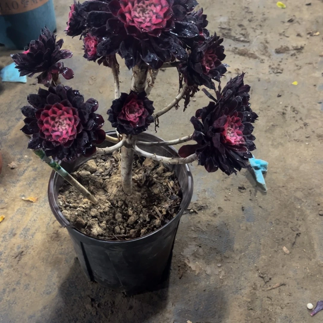 醉*花多肉831月亮女神法师