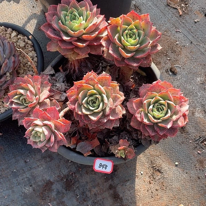 848贝拉 一物一拍多肉